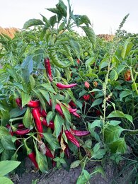 Seit 1993 entsteht auf der Finca La Mesa aus sonnengereiften Früchten hochwertiges Paprikapulver  | © SONNENTOR