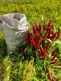 Patricia baut für SONNENTOR unter anderem Paprika an | © SONNENTOR