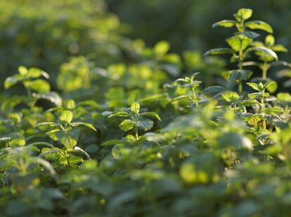 Anbauprojekte SONNENTOR | © SONNENTOR