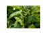 camelia-sinensis_pflanze.jpg_w413.png