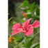 hibiskus_pflanze_mexico-1.jpg_w413.png