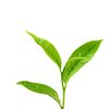 Zelený čínský čaj Bi Luo Chun Bai Ye Qingshan bio Zelený čínský čaj Bi Luo Chun Bai Ye Qingshan bio