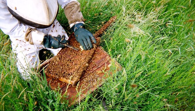 Ernte bei Bienen  | © SONNENTOR